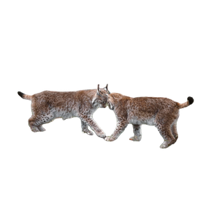 Two Eurasian Lynxes Playfully Butting Heads In A Meadow In Feldkirch, Austria. 14268 - Cat PNG image with transparent background